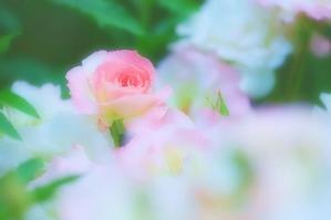 初夏の薔薇園　（２） - 四季の草花に魅せられて。