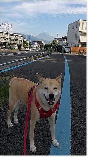 富士山とキュウリの糠漬け - 番犬ハナとMIX犬サクのおさんぽ毎日