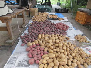 ジャガイモを収穫 - 丹後半島 のんびり気まま暮らし