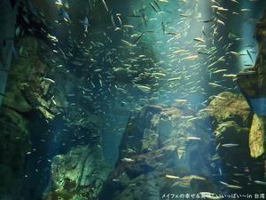 癒やしの場所、水族館。中でもずっと見ていられるのが… - メイフェの幸せ＆美味しいいっぱい～in 台湾