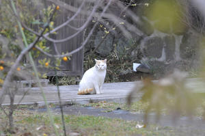 2024年・前半Ⅶ - バリ島大好き