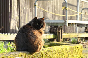 2024年・前半Ⅷ - バリ島大好き