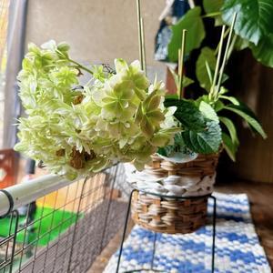 紫陽花・万華鏡鉢増し忘備録 - ••ひ•み•つ•の•は•こ•に•わ••