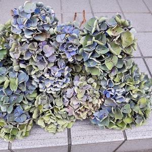 秋色紫陽花「西安」をドライに！ - M's Factory