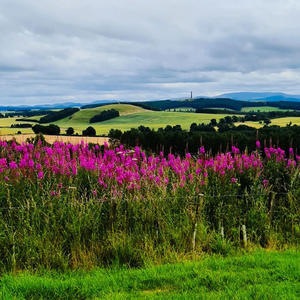 夏の麦畑が広がるスコットランド　ハナさんより - ブルーベルの森 ブログ