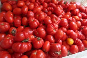 夏の恵み 夫育てたトマト 実るプラムと猛暑対策にできるだけ火を使わぬ作戦 - イタリア写真草子
