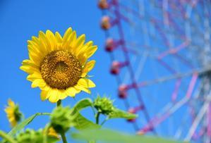 ひまわりの金メダル ～葛西臨海公園～ - 雲母（ＫＩＲＡ）の舟に乗って