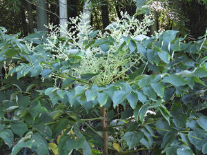 カチノキ（勝ちの木）　ヌルデ（白膠木） - 無名子のよしなしごと