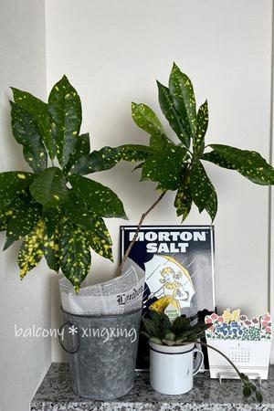 プリムリナとメロンと･･･消えた？五輪意義 - balcony＊xingxing＊