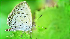 "毎度お馴染みのぉ～" @ M.ZUIKO DIGITAL ED 90mm F3.5 Macro IS Pro - ルリビタキの気まぐれPATA＊PATA