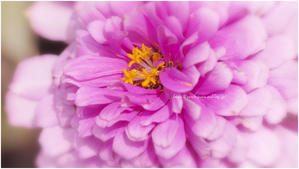Colorful Summer #008 @ M.ZUIKO DIGITAL ED 90mm F3.5 Macro IS Pro - ルリビタキの気まぐれPATA＊PATA