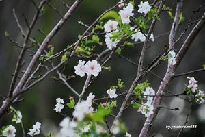 十月桜 - 俺の心旅