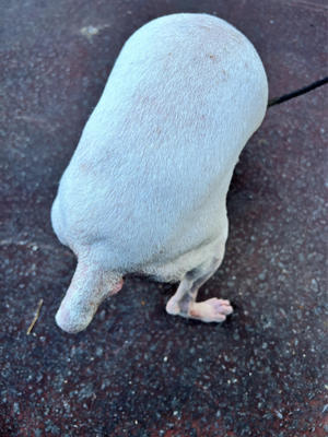 動物病院へ〜 - 日本テリア 犬目堂