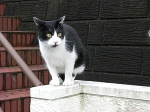 様態動詞と結果動詞 - 英語と日本語の窓