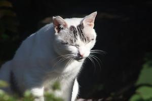 惰性もわるくない - ここもあじあ