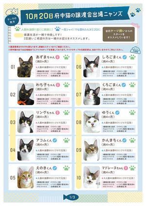 譲渡会の結果発表とお礼 - NPO法人　府中猫の会