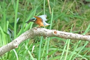 カワセミのヒナは、鬼の居ぬ間に洗濯、鬼母の居ぬ間に池で狩り - 旅プラスの日記