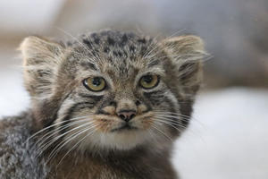 8月のマヌルネコ兄妹「フィーガ＆アブリコース」とプリームラ母さん（上野動物園） - 続々・動物園ありマス。