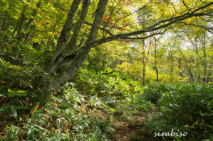 小さな森の写真館 (a small forest story)