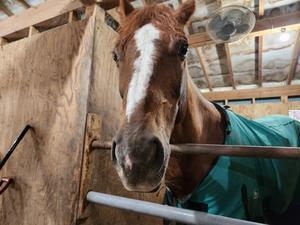 大阪 兵庫 京都 関西 乗馬 関西 ホーストレッキング マリンズステーブル