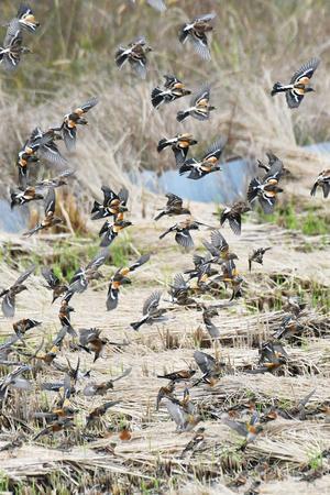 アトリ集団400羽？？？ - 阪南カワセミ【野鳥＋蝶＋トンボ】　自然の物語ブログ