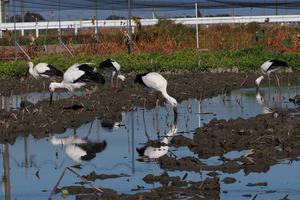 田圃（2024年11月9日） - ほとんど野鳥写真日記