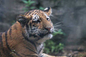 雨の日は眠い、アムールトラっ仔「フタバ」（多摩動物公園） - 続々・動物園ありマス。