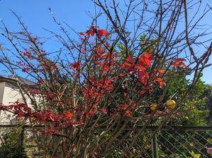 庭の片付け - 風に吹かれて…