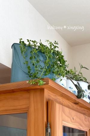 韓国ドラマ「トランク」＆何だコレ？2連発 - balcony＊xingxing＊