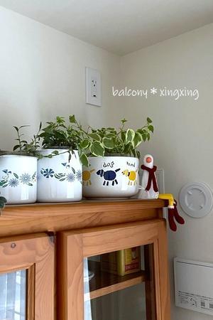 インドアグリーンのリメイク＆ふるさと納税返礼品 - balcony＊xingxing＊