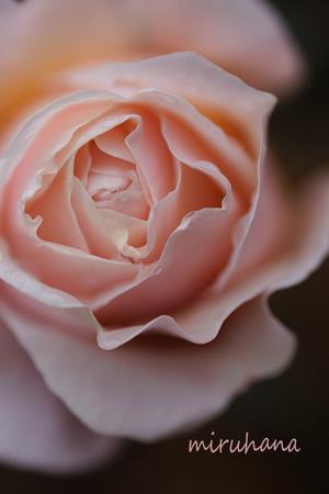 年始に咲く薔薇。 - MIRU'S PHOTO