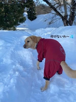 大雪明けの三連休は晴れ。 - りんご村