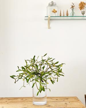 『宿り木(ヤドリギ)』 - おだやかなとき