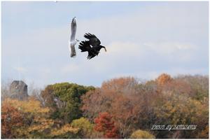 伊丹の公園にて　Ⅲ - 今日のいちまい