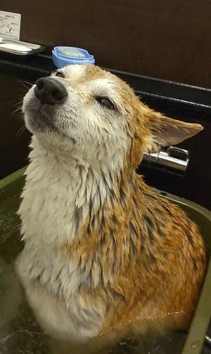 セイタカアワダチ風呂 - yamatoのひとりごと