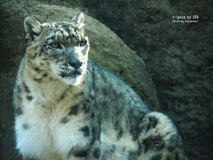 キリッ✨のち… - + Spice to life