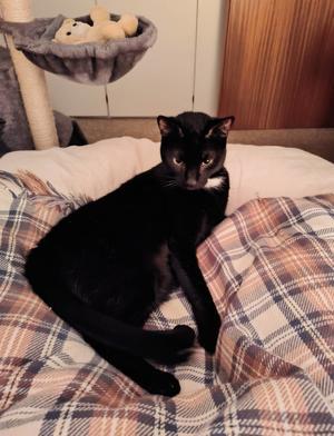 オリーブオイルの白いぶつぶつ - 私の備忘録