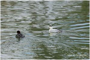 ミコアイサ - 今日のいちまい