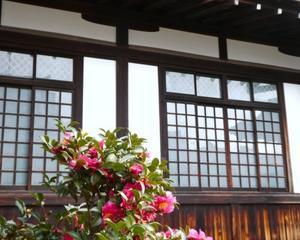 山茶花の御堂 下（church with camellia sasanqua２） - ももさへづり＊やまと編＊cent chants d'une chouette (Yamato＊Japon)