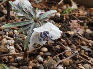 セツブンソウ✨バイカオウレン✨野鳥たち - 四季さんぽⅣ