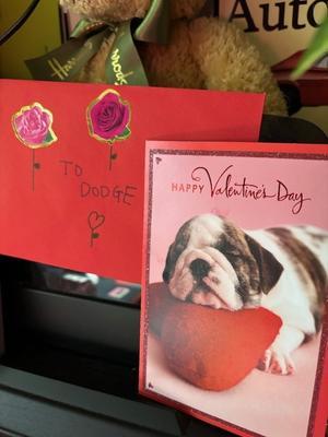 ダージのHAPPY VALENTINE‘S DAY - ミニチュアブルテリアダージと一緒５
