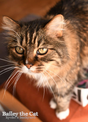 鼻の穴に入れる勢い - Kyoko's Backyard　～アメリカで田舎暮らし～