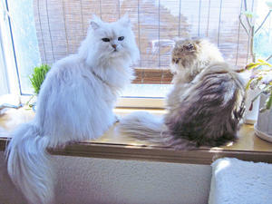 2014年3月15日・城南宮Ⅱ - バリ島大好き