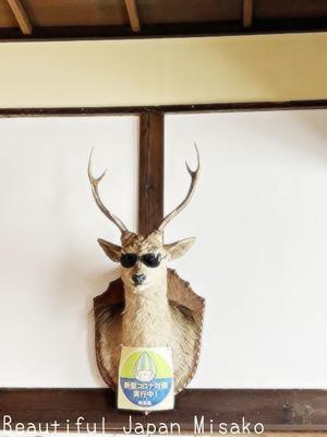 キリにサングラス～😎っ❕❕❕と思ったら・・・･ﾟ☆､･：`☆･･ﾟ･ﾟ☆ - Beautiful Japan 絵空事