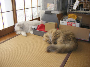 2014年3月15日・城南宮Ⅲ - バリ島大好き