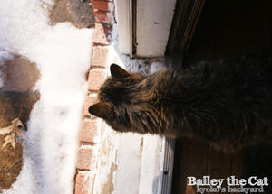 丸い足跡と肉球スタンプ - Kyoko's Backyard　～アメリカで田舎暮らし～