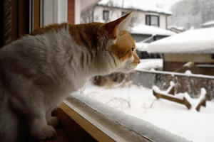 2024秋@ホーム - ちわりくんのありふれた毎日III