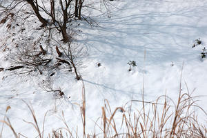 雪解け間近の高原 - 但馬・写真日和