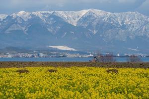なぎさ公園～寒咲花菜 - 鏡花水月