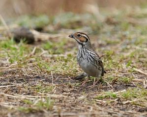 悪天候の中訪ねた！コホオアカ - シエロの野鳥観察記録